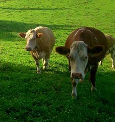 Votre entreprise spécialisée en nutrition animale