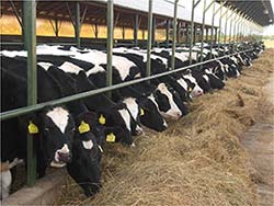 Audit d'élevage : conseils en production végétale et alimentation animale