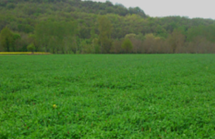 Productions fourragères