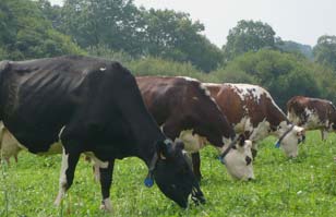 Alimentation bovine